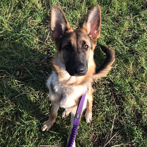 dog being trained